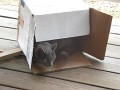 Samus in her box 2